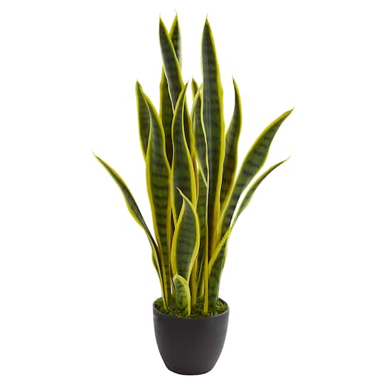 26in. Potted Sansevieria Plant